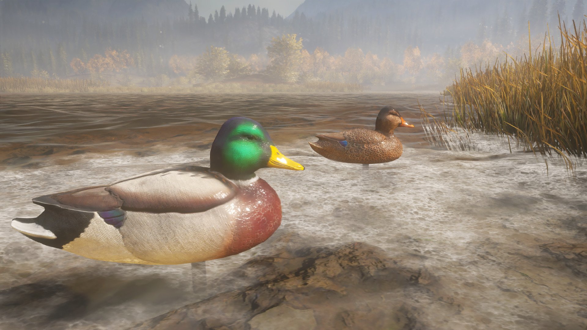 theHunter Call of the Wild Duck and Cover Pack 6