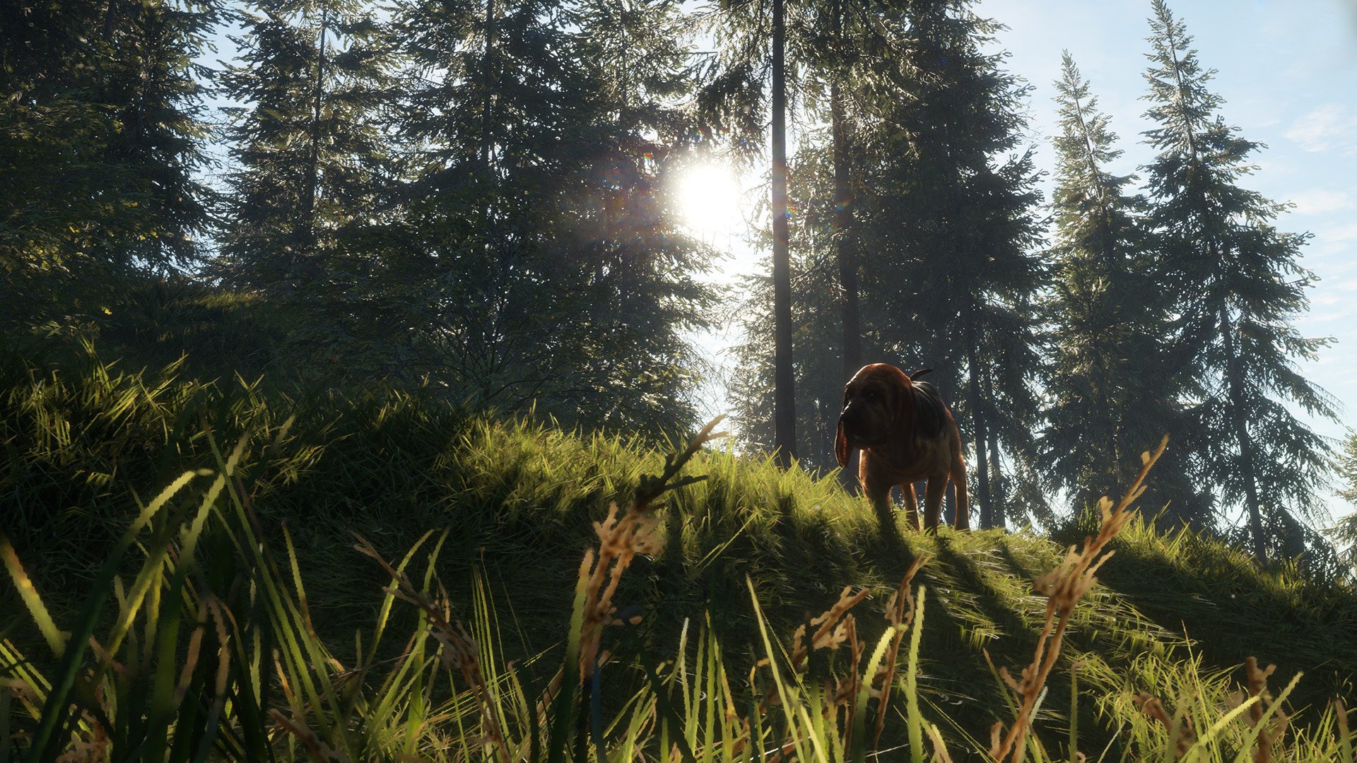 theHunter Call of the Wild Bloodhound 2