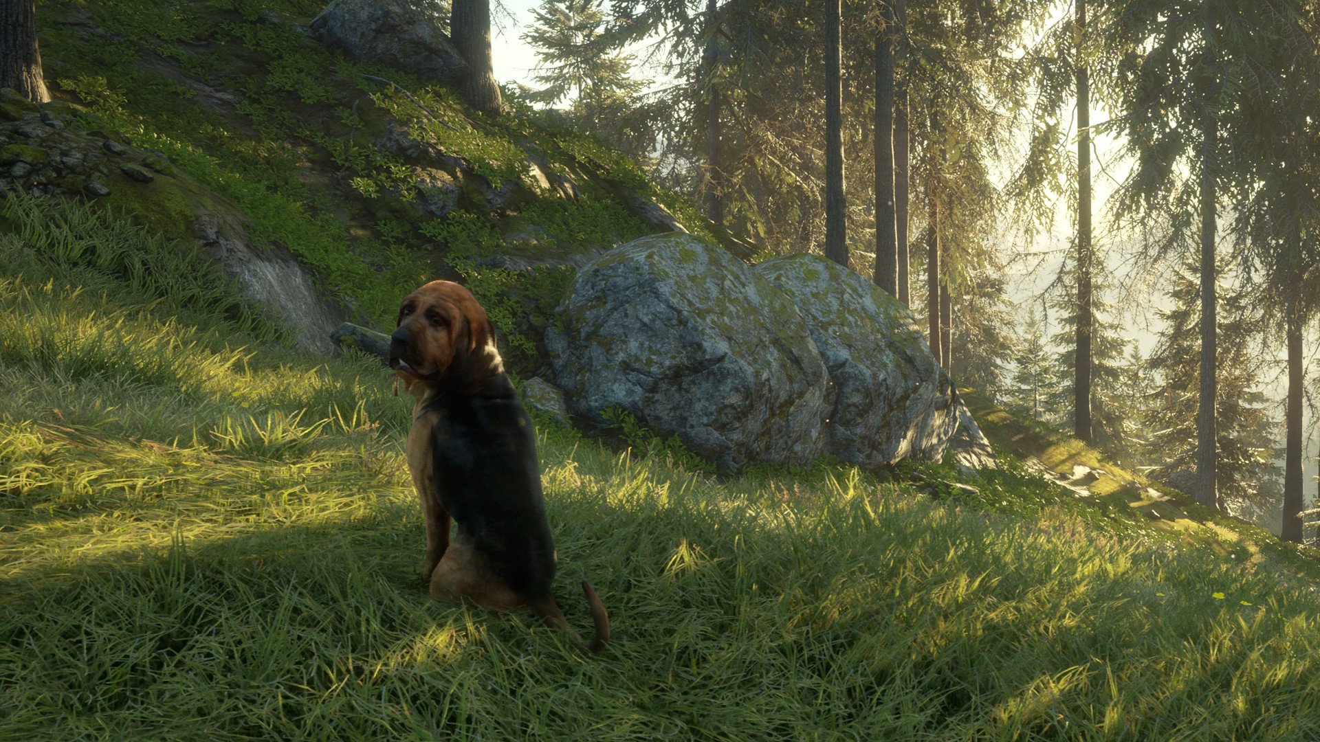 theHunter Call of the Wild Bloodhound 5