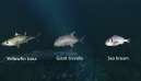 Ultimate Fishing Simulator New Fish Species 4