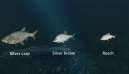Ultimate Fishing Simulator New Fish Species 6