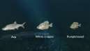 Ultimate Fishing Simulator New Fish Species 7