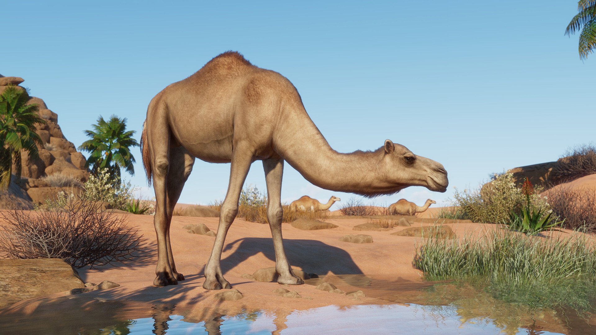 Planet Zoo Arid Animal Pack 1