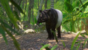 Planet Zoo Southeast Asia Animal Pack 3